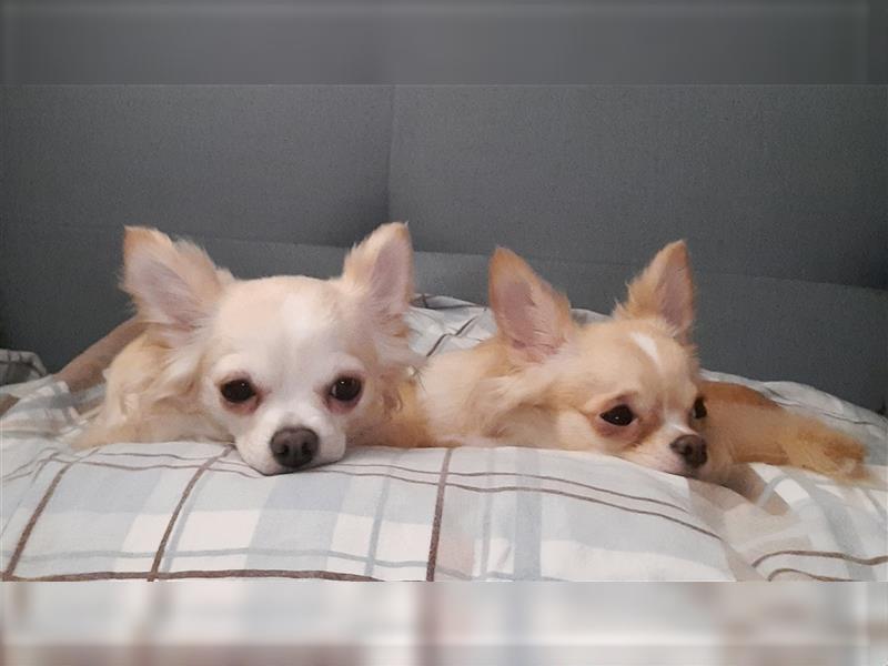 Wurfankündigung Chihuahua Welpen Husky Zeichnung
