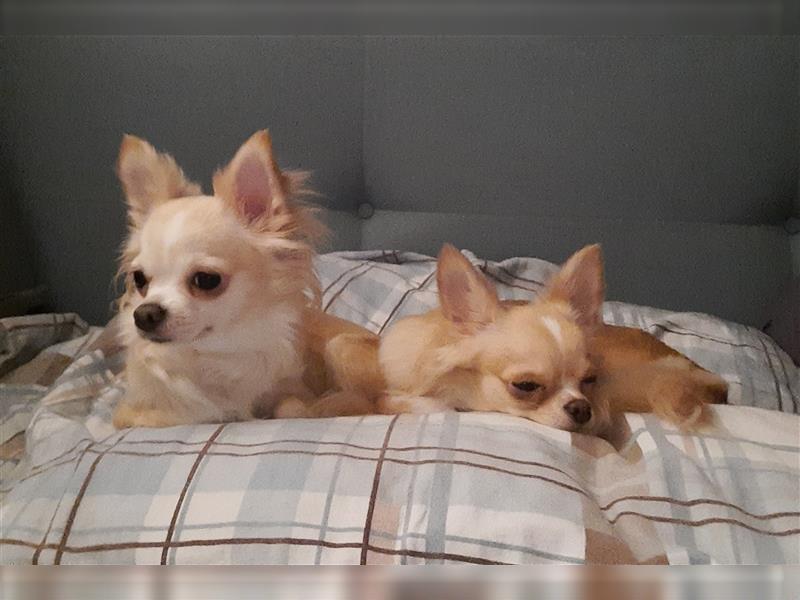 Wurfankündigung Chihuahua Welpen Husky Zeichnung