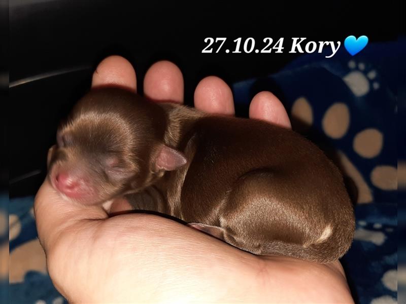 Unsere Chihuahua Welpen sind da mit Ahnentafel in Merle und Husky farben