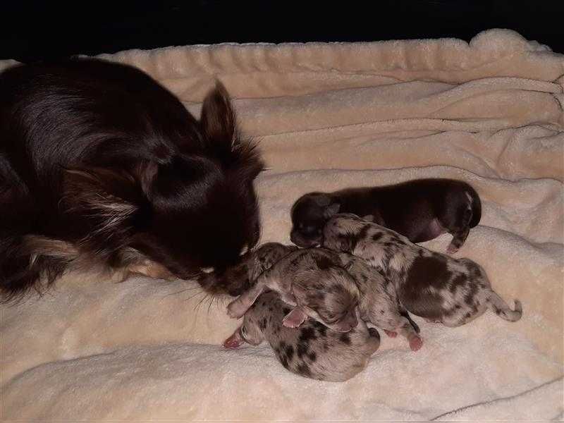 Unsere Chihuahua Welpen sind da mit Ahnentafel in Merle und Husky farben