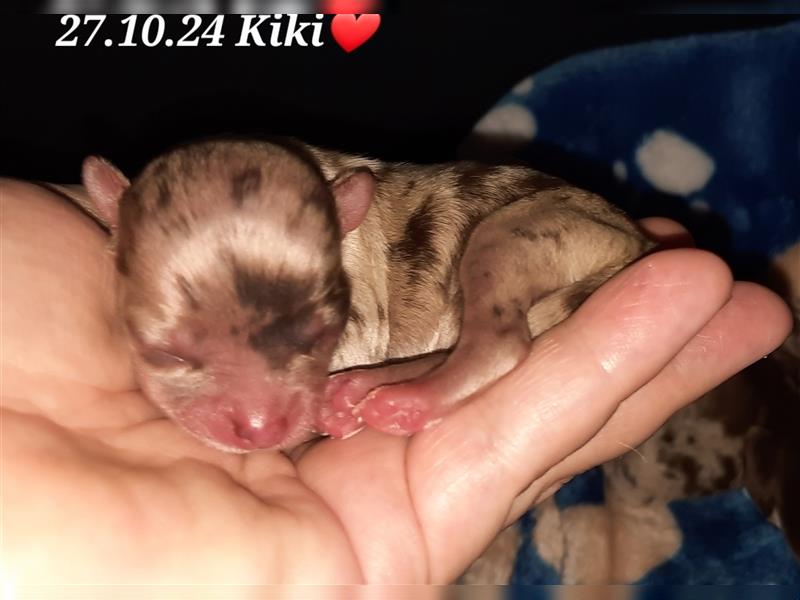 Unsere Chihuahua Welpen sind da mit Ahnentafel in Merle und Husky farben