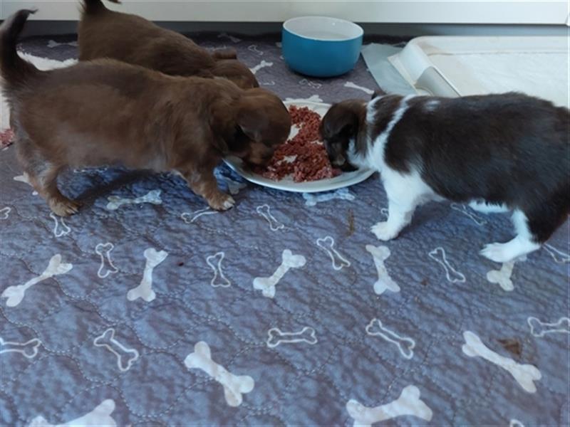 Zwei süße Chihuahua Welpen suchen ab 22.05.24 neuen Wirkungskreis.
