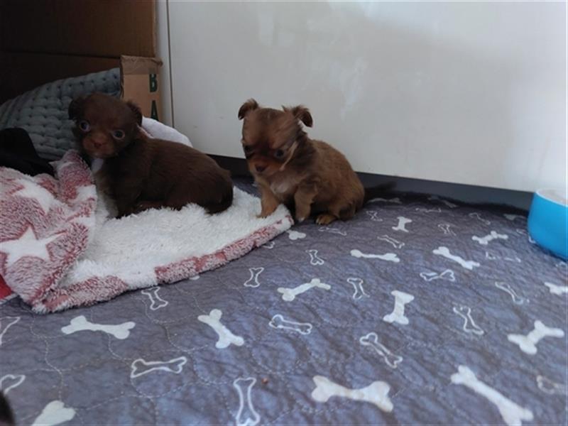 Zwei süße Chihuahua Welpen suchen ab 22.05.24 neuen Wirkungskreis.