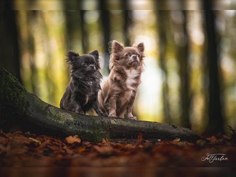 Wurf Ankündigung Chihuahua langhaar aus gekörter Mutter