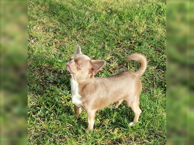 Wir haben ein mal im Jahr Traumhafte Chihuahua Welpen