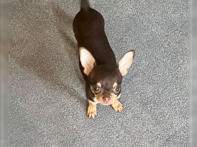 Chihuahua Welpen