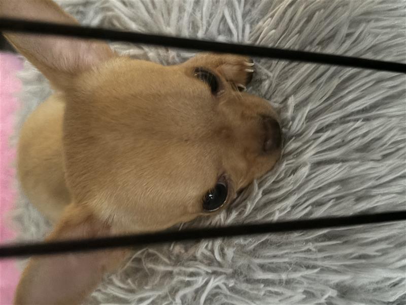 Chihuahua Welpen