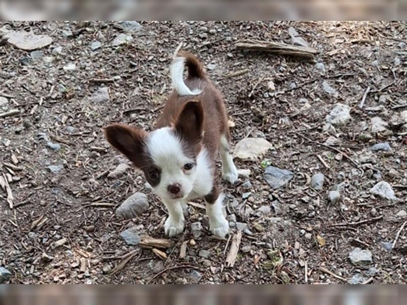 Wunderschöne Chihuahua Welpen mit Ahnentafel