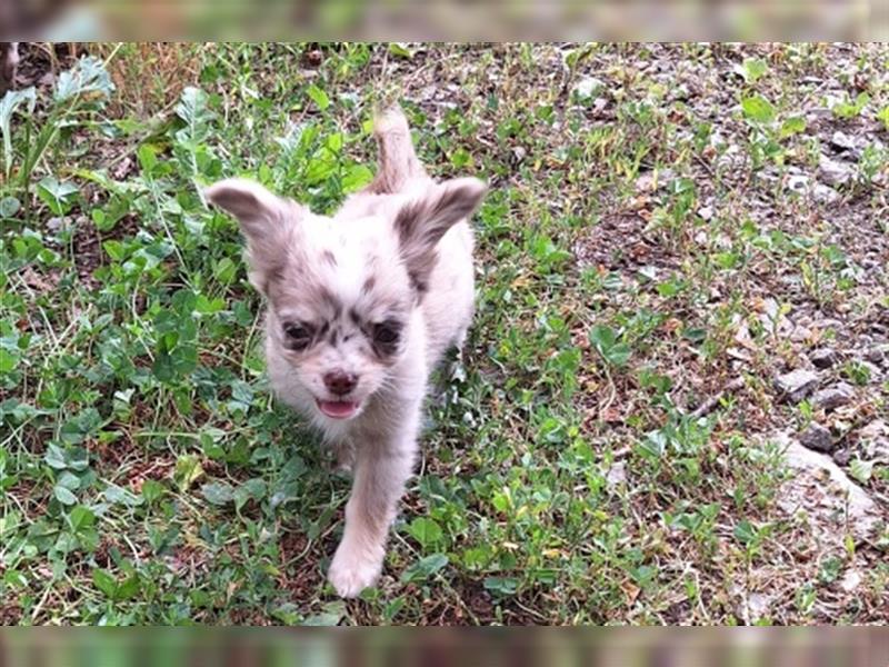 Wunderschöne Chihuahua Welpen mit Ahnentafel