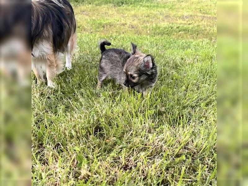 Chihuahua Welpen Langhaar / in liebevolle Hände