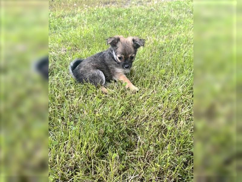 Chihuahua Welpen Langhaar / in liebevolle Hände