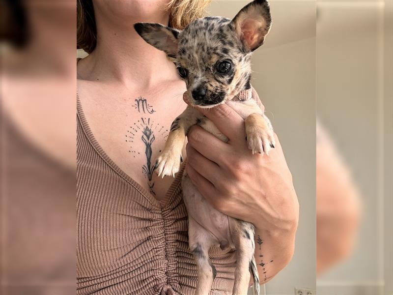 Chihuahua Welpen suchen liebevolles Zuhause