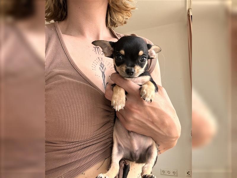 Chihuahua Welpen suchen liebevolles Zuhause