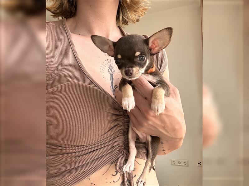 Chihuahua Welpen suchen liebevolles Zuhause