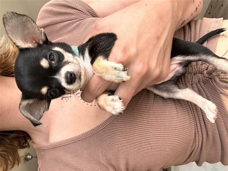 Chihuahua Welpen suchen liebevolles Zuhause