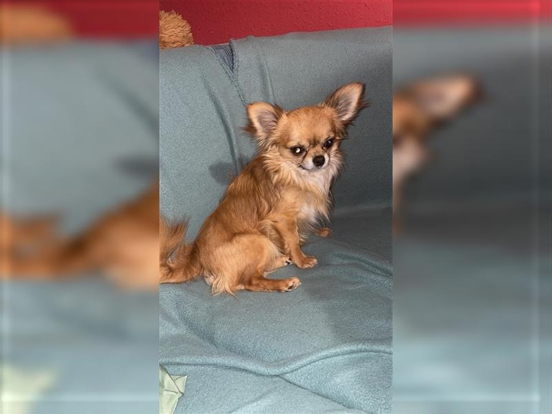 Chihuahua Welpen Hündin