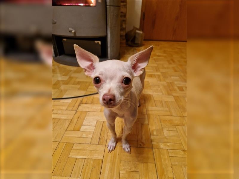 Chihuahua Welpen Pärchen zu verkaufe