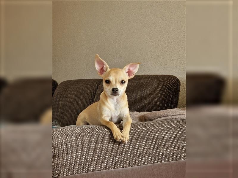 Chihuahua Welpen Pärchen zu verkaufe