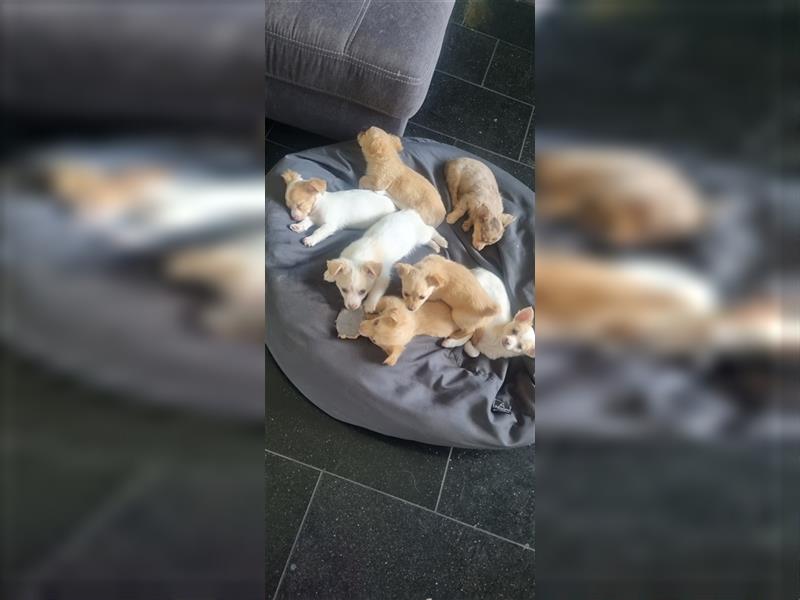 Chihuahua Welpen zu verkaufen