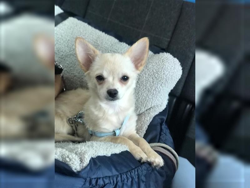 Kurzhaar Chihuahua sucht dich!