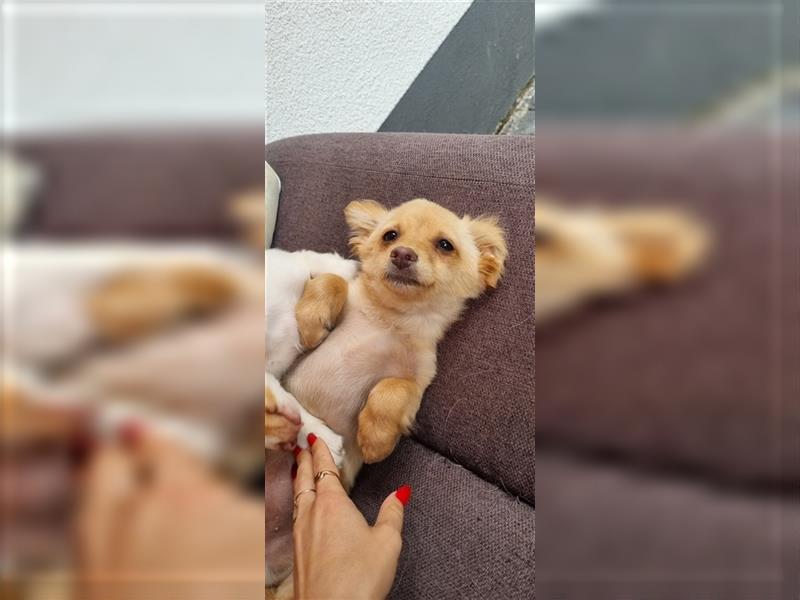 Chihuahua Welpen zu verkaufen