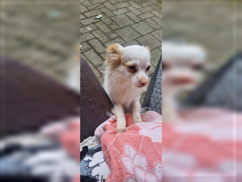 Chihuahua Welpen zu verkaufen