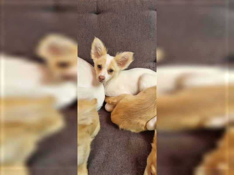 Chihuahua Welpen zu verkaufen