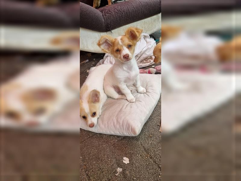 Chihuahua Welpen zu verkaufen