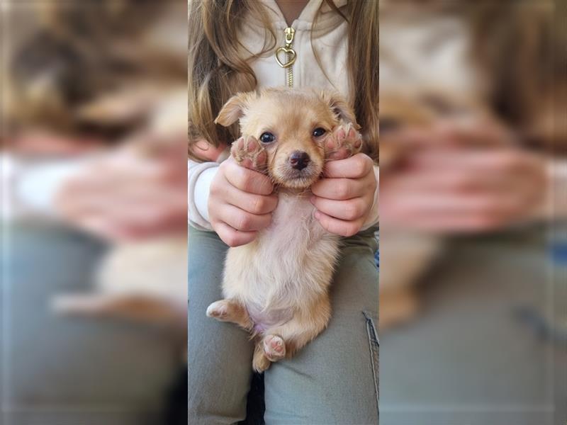 Chihuahua Welpen zu verkaufen