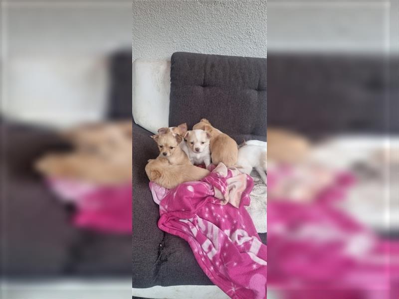 Chihuahua Welpen zu verkaufen