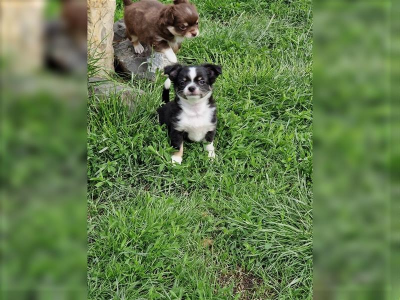 Bezaubernde Chihuahua Welpen vom Züchter