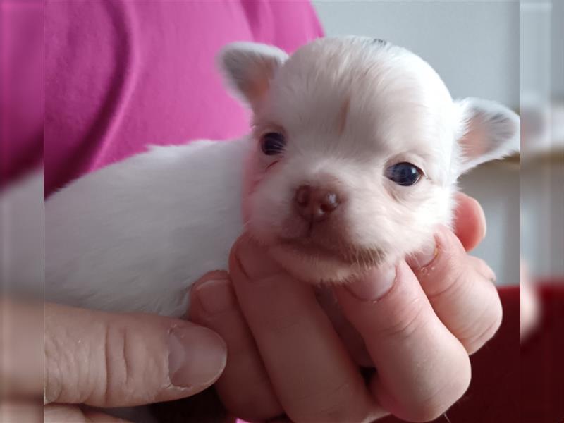 Chihuahua Welpe Langhhaar in tollen Farben nur noch 2 Mädchen