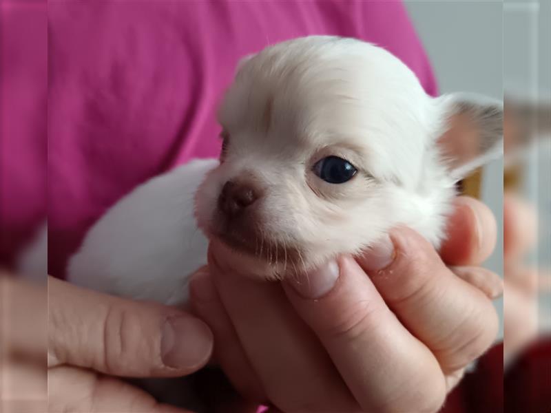 Chihuahua Welpe Langhhaar in tollen Farben nur noch 2 Mädchen