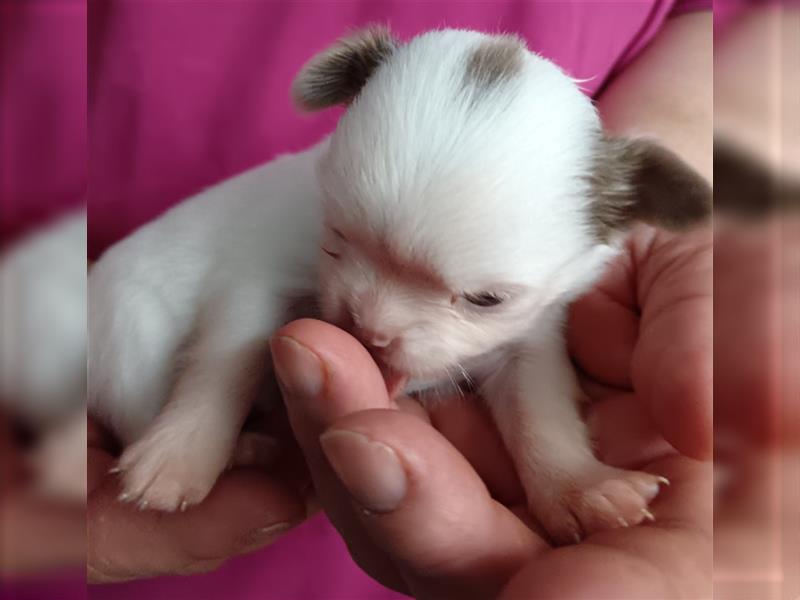 Chihuahua Welpe Langhhaar in tollen Farben nur noch 2 Mädchen