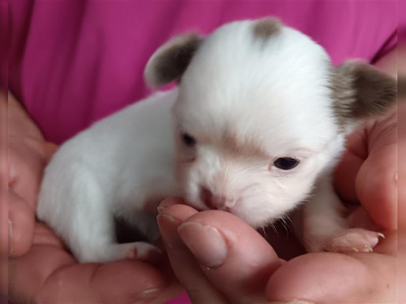 Chihuahua Welpe Langhhaar in tollen Farben nur noch 2 Mädchen