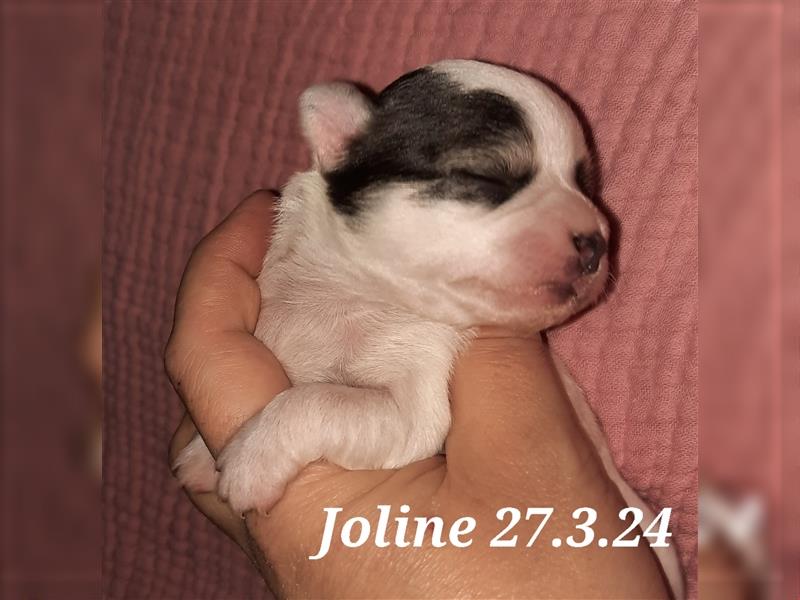 Joline Chihuahua