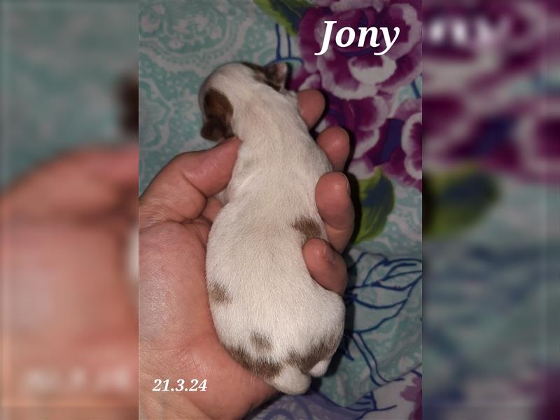 Jony Chihuahua