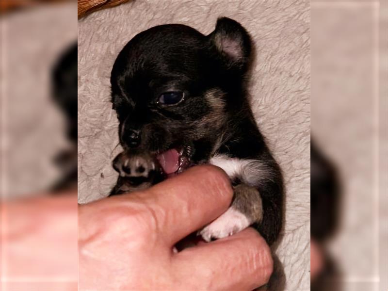 Chihuahua Mädchen (Kurzhaar) sucht ein liebevolles Zuhause!