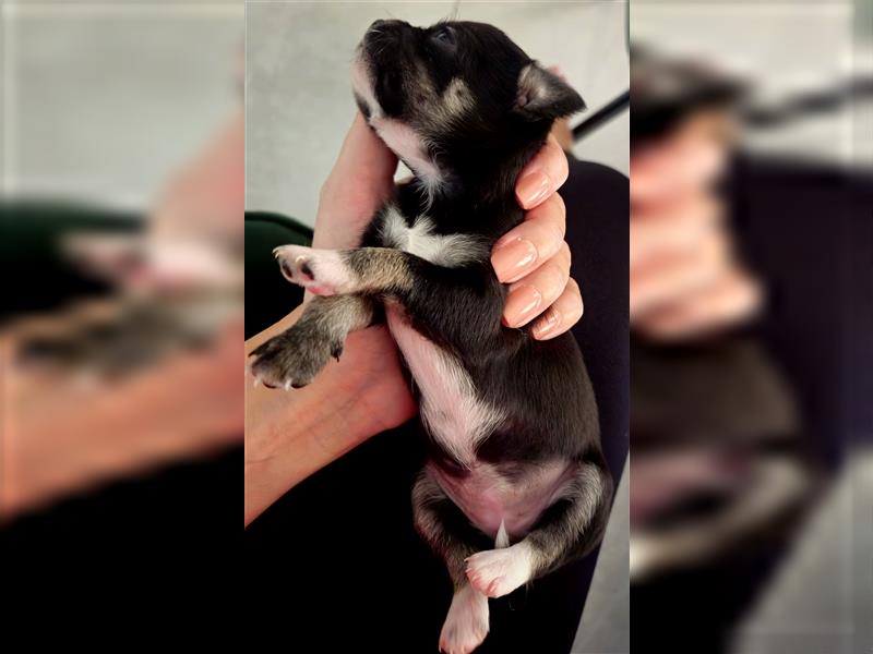 Chihuahua Mädchen (Kurzhaar) sucht ein liebevolles Zuhause!