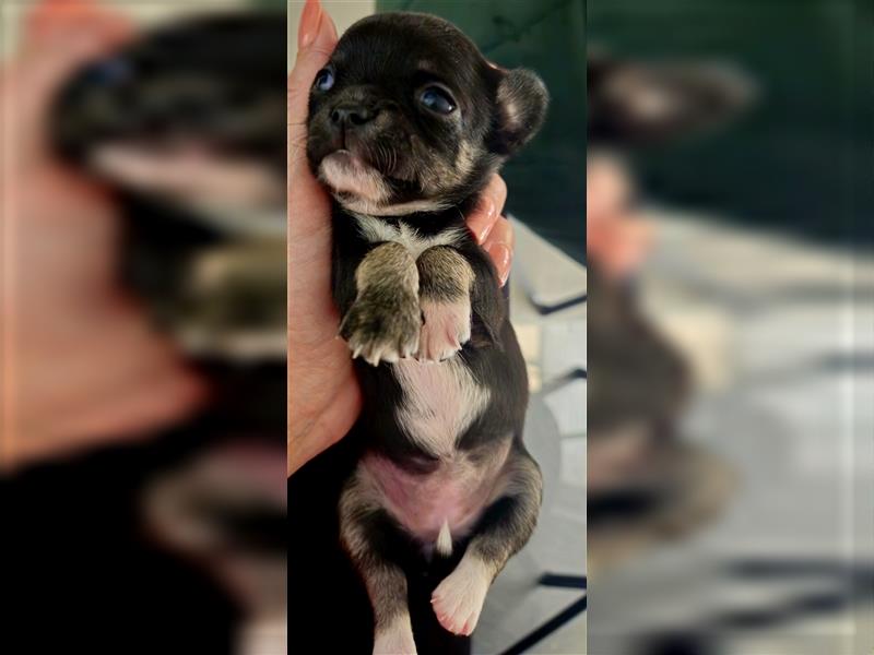 Chihuahua Mädchen (Kurzhaar) sucht ein liebevolles Zuhause!