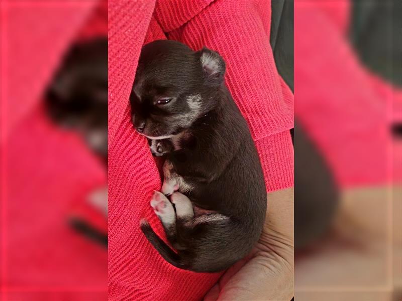 Chihuahua Mädchen (Kurzhaar) sucht ein liebevolles Zuhause!