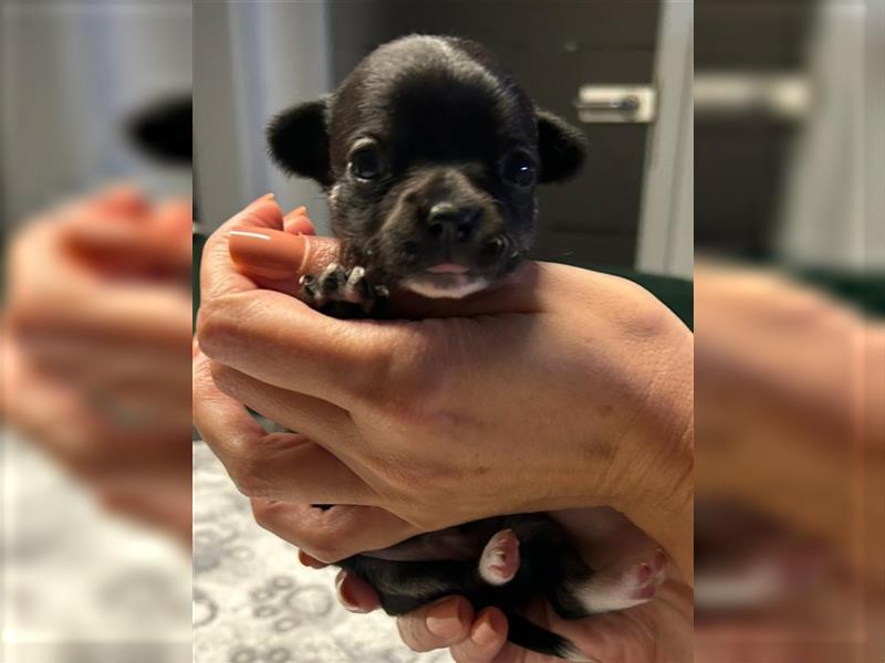 Chihuahua Mädchen (Kurzhaar) sucht ein liebevolles Zuhause!