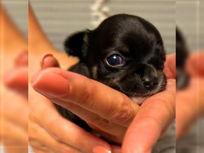 Chihuahua Mädchen (Kurzhaar) sucht ein liebevolles Zuhause!