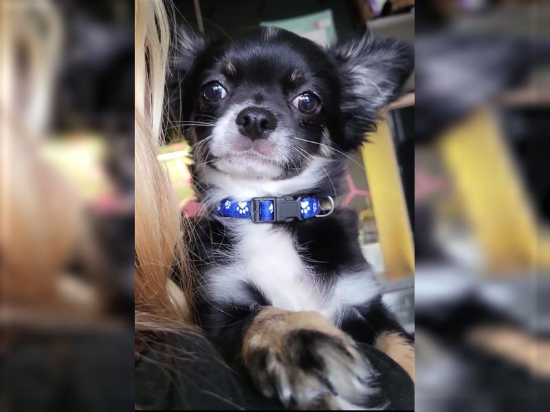 Chihuahua Mädchen (Kurzhaar) sucht ein liebevolles Zuhause!