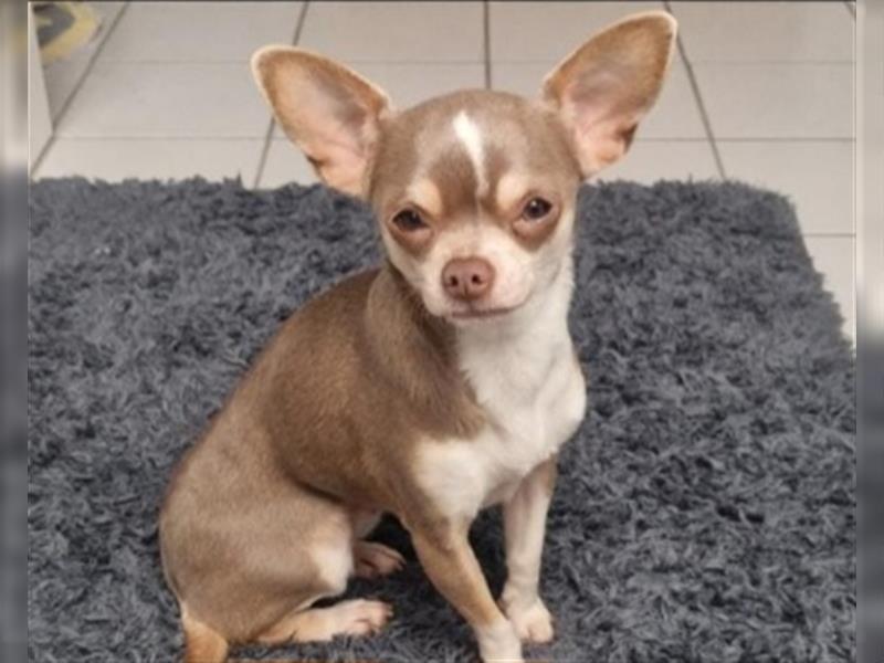 Chihuahua Hündin sucht liebevolles Zuhause