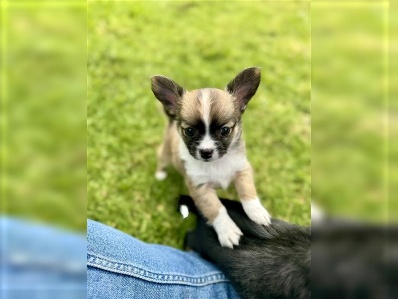 Chihuahua Welpen suchen ein neues Zuhause