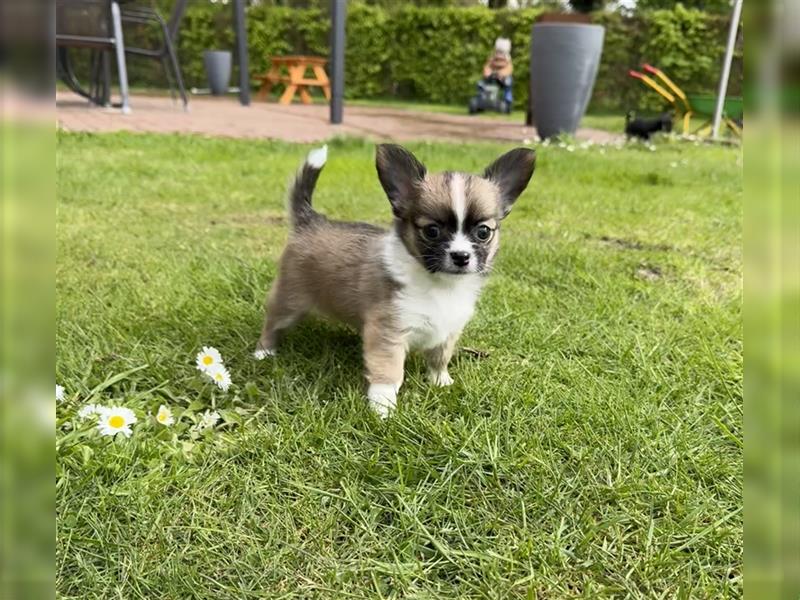 Chihuahua Welpen suchen ein neues Zuhause