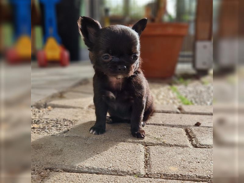 Chihuahua Welpen LH Langhaar Abgabe mit 12 Wochen