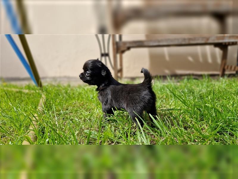 Chihuahua Welpen LH Langhaar Abgabe mit 12 Wochen
