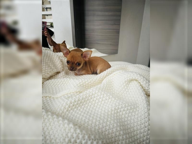 Wunderschöne Chihuahua Welpen zu verkaufen!